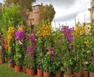 Castello Santa Severa - Verde in scena