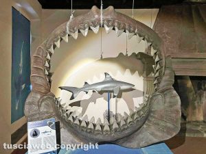Viterbo - La mostra Squali predatori perfetti