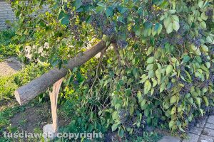 Viterbo - L'albero tagliato tra strada Santa Barbara e via Biga di Castro
