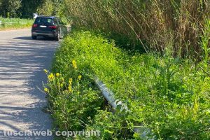 Viterbo - Erbacce lungo la Cassia sud