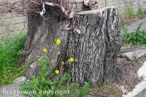 Viterbo - Il tronco d'albero lungo la Cassia sud