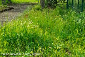Erba alta a Bagnaia