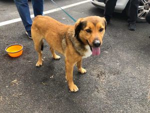 Viterbo - Cagnolino trovato vicino al cimitero