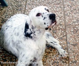 Il setter bianco e nero Aro