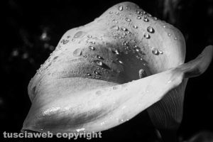 Calla