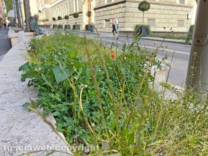 Viterbo - Una delle aiuole di via Marconi