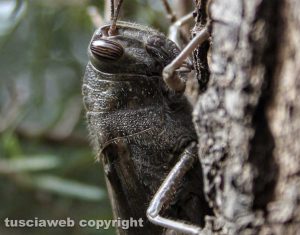 Una locusta