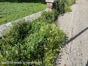 Viterbo - Parco Peppino Impastato - Erba non tagliata dal comune al limite della strada - Via Gino Rossi