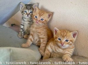 Tre gattini