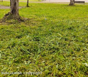 Viterbo - L'erba non raccolta al Parco della Solidarietà