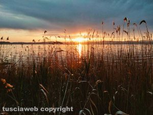 Lago di Bolsena - Tramonto nel canneto