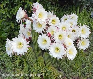 Cactus in fiore