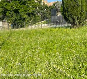 Viterbo - Erba alta