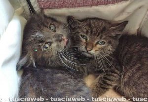 Civitavecchia - Gattini salvati