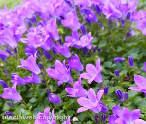 Fiori di campanula