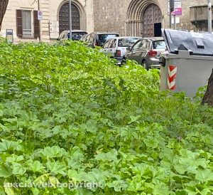 Viterbo - Erba alta alla chiesa di S Francesco