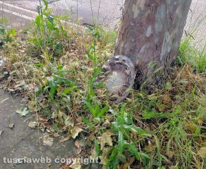 Viale Trieste - Cerchione abbandonato