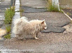 Tarquinia - Cane vagante nelle vicinanze del Cardarelli