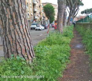 Viterbo – Erbacce in via Francesco Baracca