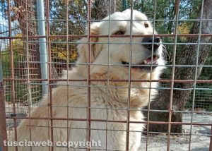 Chicco il cane Golden Retrivier in cerca di casa