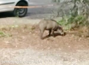 Viterbo - Cinghiale in via De Gasperi