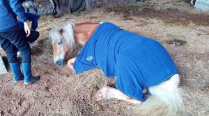 I cavalli salvati dai volontari dell'Oipa Bologna