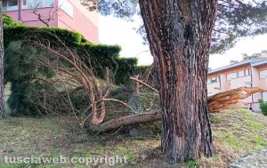 Viterbo - Rami spezzati e pericolanti al parco della Quercia