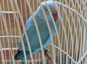 Viterbo - Pilastro - Pappagallino celeste, si cerca il proprietario