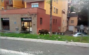 Viterbo - Cinghiale a spasso in via Vicenza