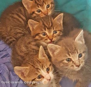 Viterbo - I gattini adottati