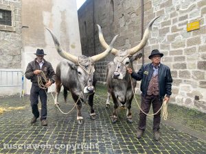 Viterbo - I buoi per il carro del santissimo Salvatore
