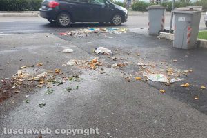 Viterbo - Cinghiali in azione in via Genova
