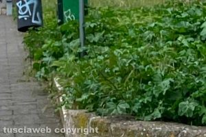 Viterbo - Erbacce nell'aiuola in viale Raniero Capocci