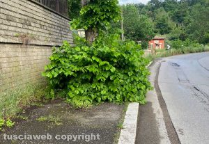 Viterbo - Erba alta nei quartieri del Carmine e di Pianoscarano