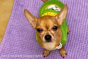 Viterbo - Uno dei cagnolini scomparsi