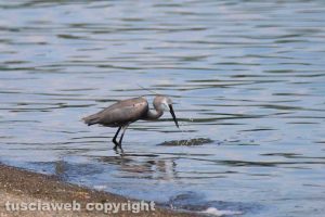 L'airone schistaceo sulle rive del lago di Bolsena