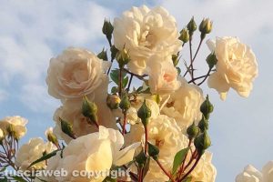 Rose di maggio