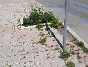 Incuria a Montalto marina