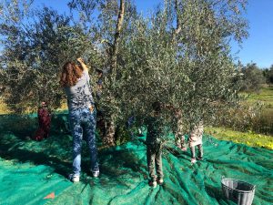 Un'attività della "Giacca sull'albero"