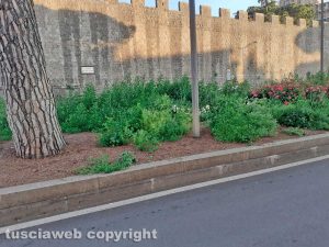 Viterbo - Erba alta nelle aiuole a piazzale Gramsci