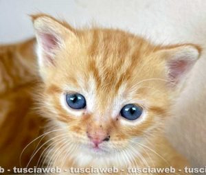 Un gattino