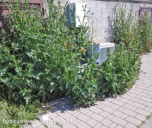 Erba alta a Santa Barbara