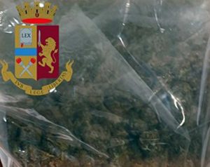 Viterbo - La marijuana sequestrata dalla polizia