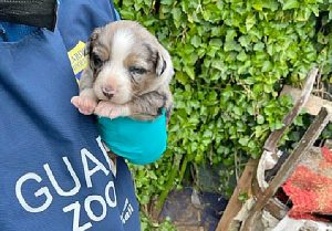 Tarquinia - Uno dei cuccioli sequestrati da Oipa