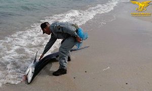 Calasetta - Squalo spiaggiato partorisce 20 cuccioli poi muore