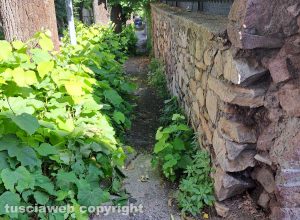 Viterbo - Marciapiede coperto dalle erbacce in via Santa Maria in Gradi