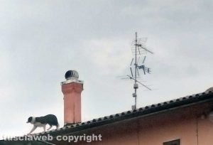 Montefiascone - Cane sale sul tetto di un'abitazione