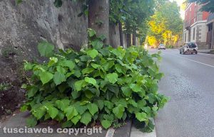 Viale Trieste, nell'abbandono più completo
