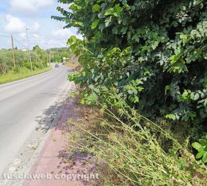 Viterbo - Erbacce in strada Bagni