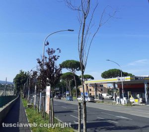 Viterbo - Viale di Porta Romana
